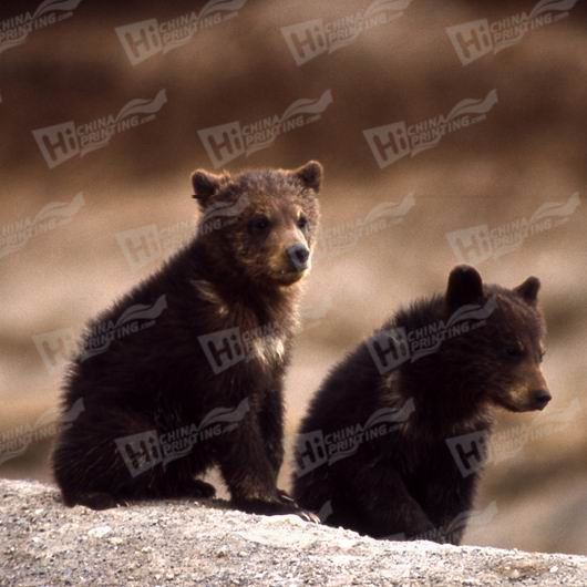 Bear Canvas Printing