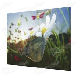 Butterfly And Flower Canvas Printing