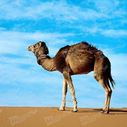 Camel Canvas Printing