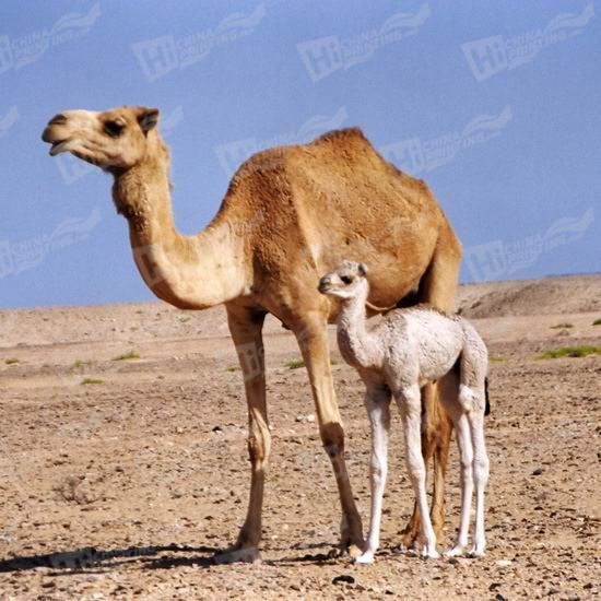 Camel Canvas Printing