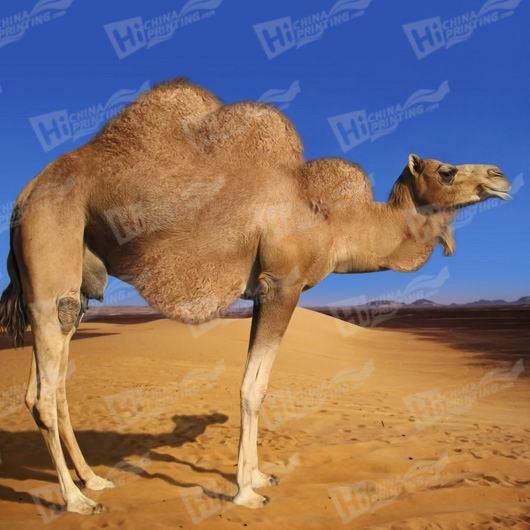 Camel Canvas Printing