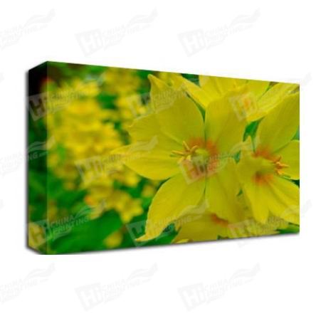 Daffodil Canvas Printing