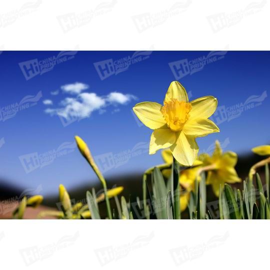 Daffodil Canvas Printing