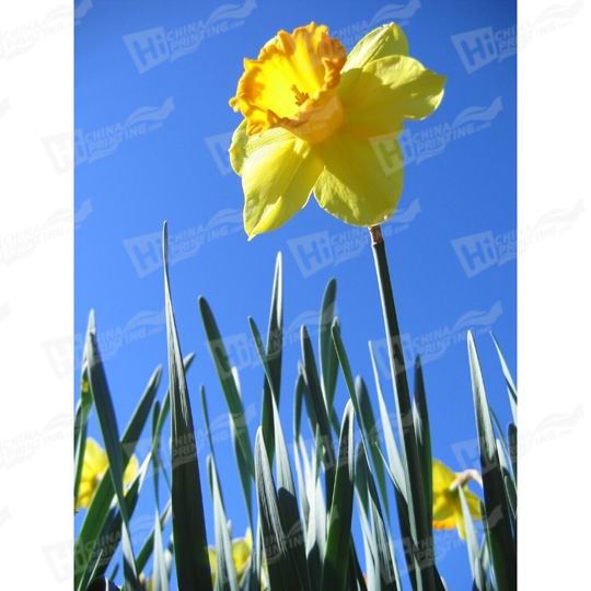 Daffodil Canvas Printing