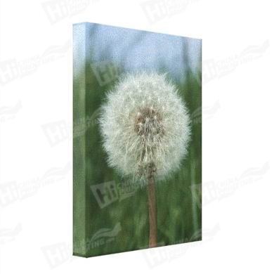 Dandelion Canvas Printing