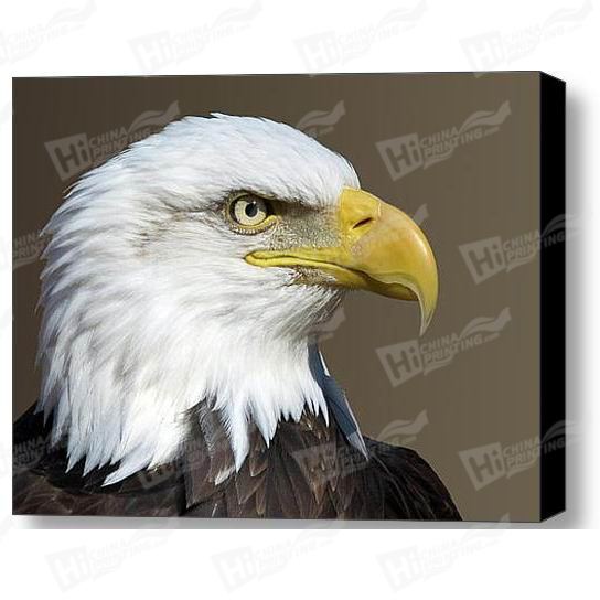 Eagle Canvas Printing
