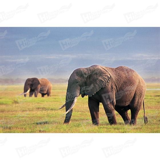 Elephant Canvas Printing
