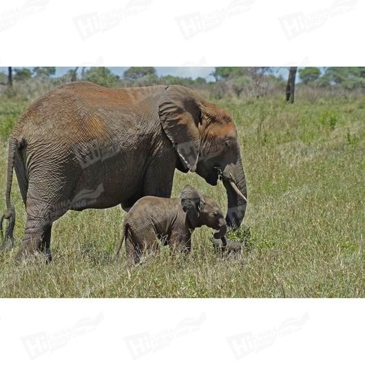 Elephant Canvas Printing