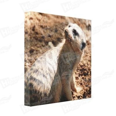 Meerkat Canvas Printing