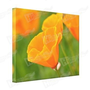 Orange Flower Canvas Printing