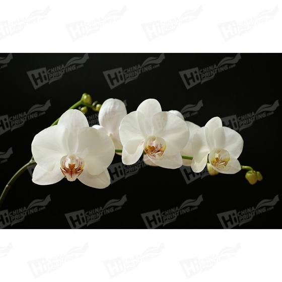 Orchid Canvas Printing