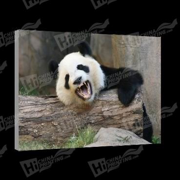 Panda Canvas Printing