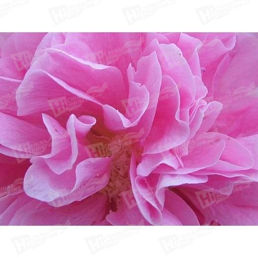 Pink Flower Canvas Printing