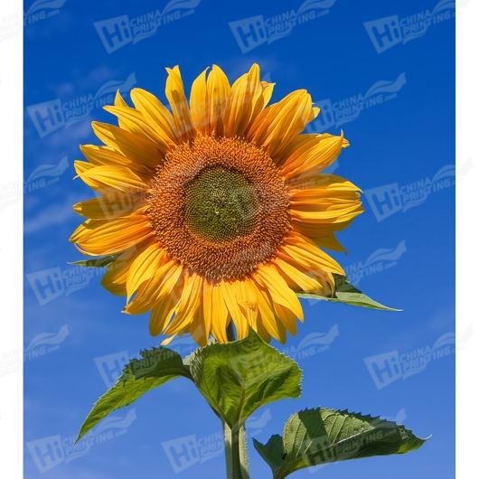 Sunflower Canvas Printing